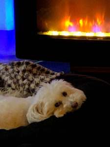 Dog by the fireplace