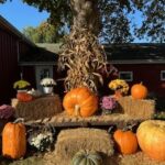 Fall pumpkins and hay bales
